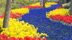 Keukenhof Package 2 or 3 days_0
